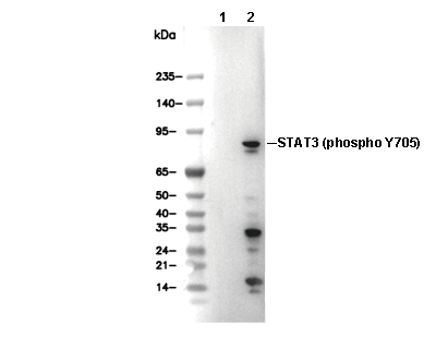 Phospho-STAT3 (Tyr705) (L7D9) Antibody