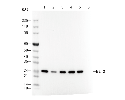 Bcl-2 Antibody