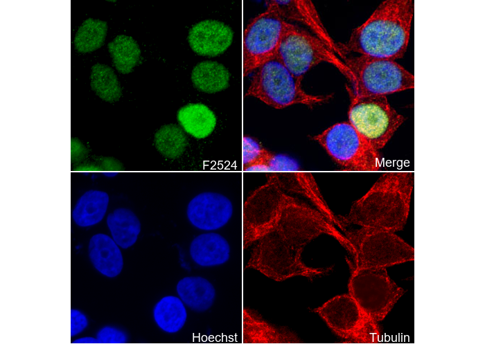 Cyclin D1 (C-terminal) Antibody