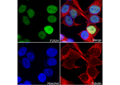 Cyclin D1 (C-terminal) Antibody