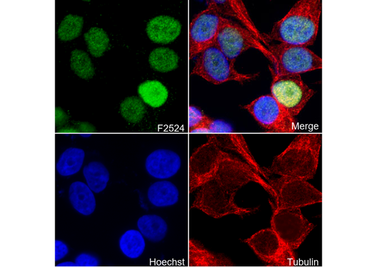 Cyclin D1 (C-terminal) Antibody