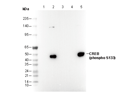 Phospho-CREB (Ser133) Antibody