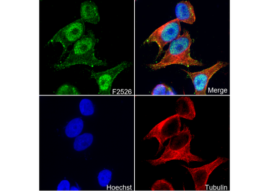 MDM2 Antibody