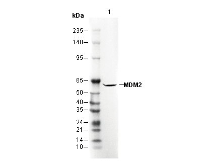MDM2 Antibody