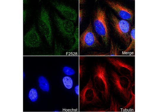 Bcl-XL Antibody