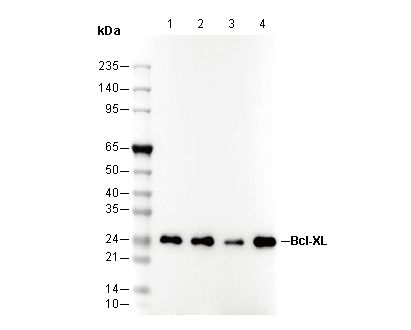 Bcl-XL Antibody