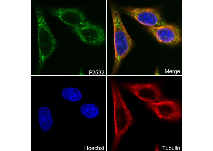 GAD67/GAD1 Antibody