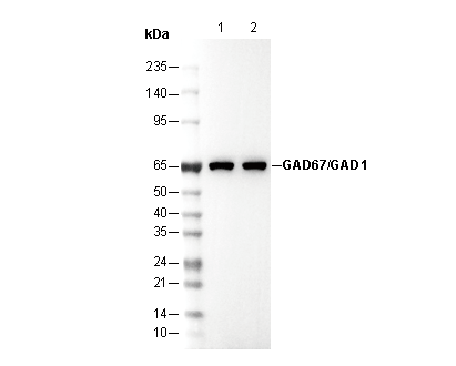 GAD67/GAD1 Antibody