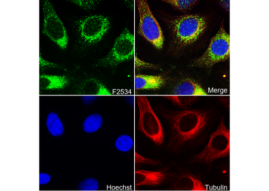 Cytochrome C Antibody