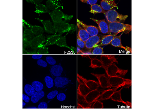 Amyloid Precursor Protein Antibody