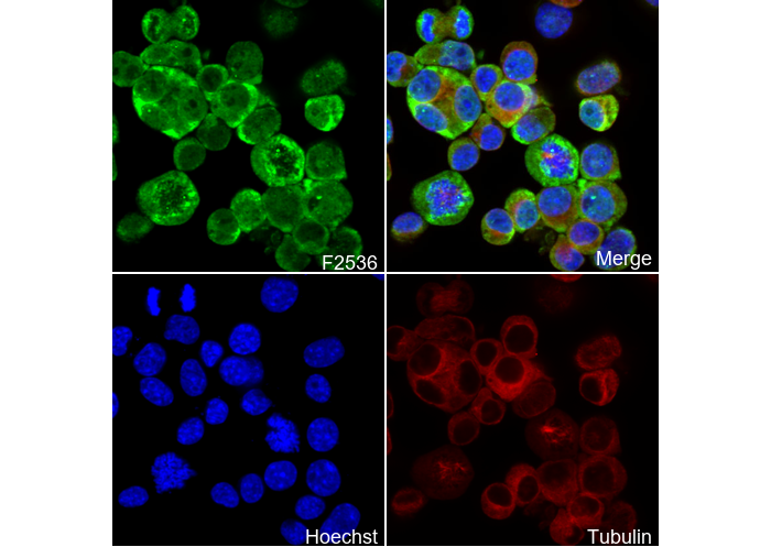HuD + HuC Antibody
