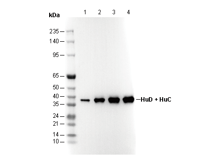 HuD + HuC Antibody