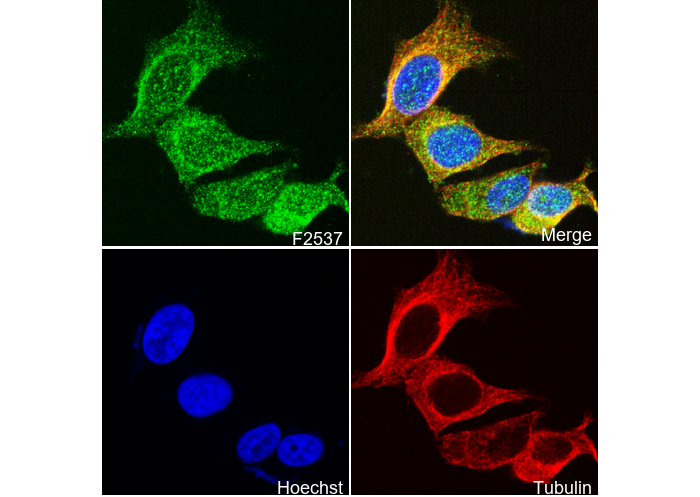 Hsc70 Antibody