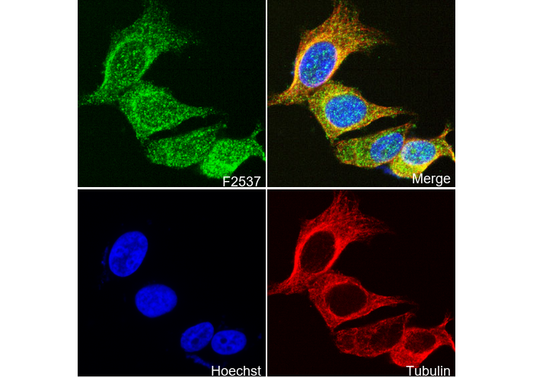 Hsc70 Antibody