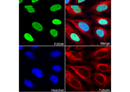 p27 KIP 1 Antibody