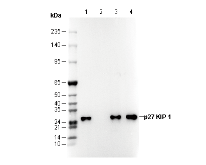 p27 KIP 1 Antibody