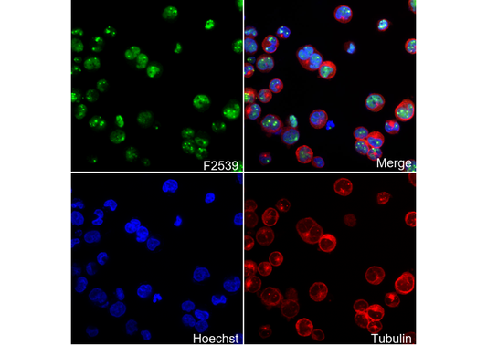 PML Antibody