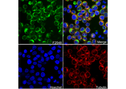 Ndufs1 Antibody