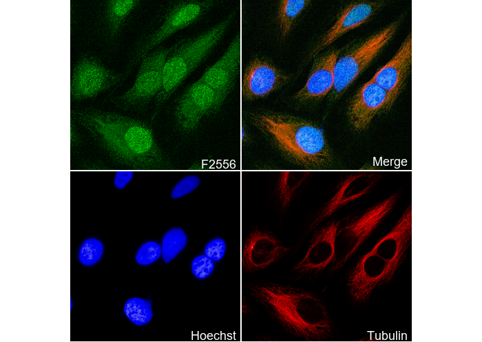 XPD Antibody