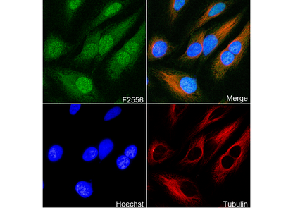 XPD Antibody