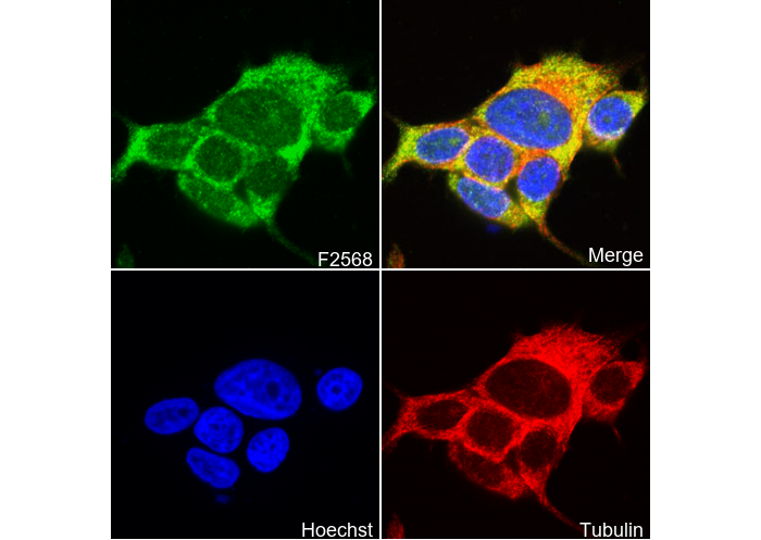 MEKK2 Antibody