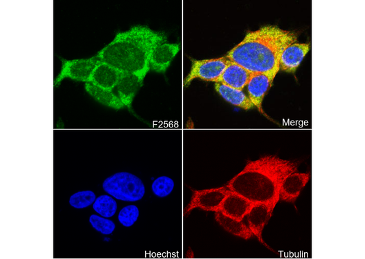 MEKK2 Antibody