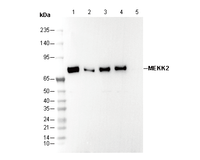 MEKK2 Antibody