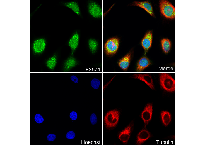 AKT1 + AKT2 Antibody