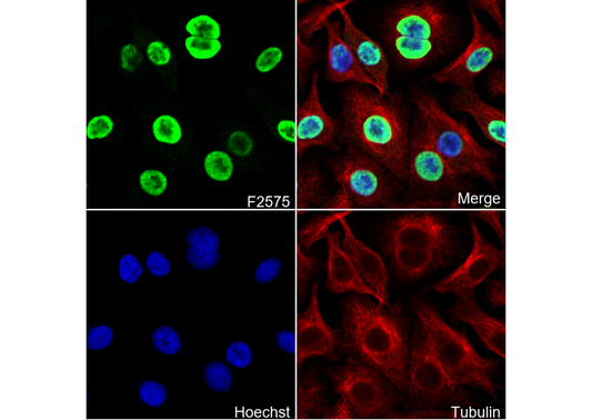 PTBP1 Antibody