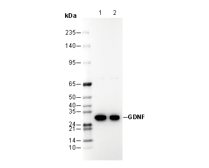 GDNF Antibody