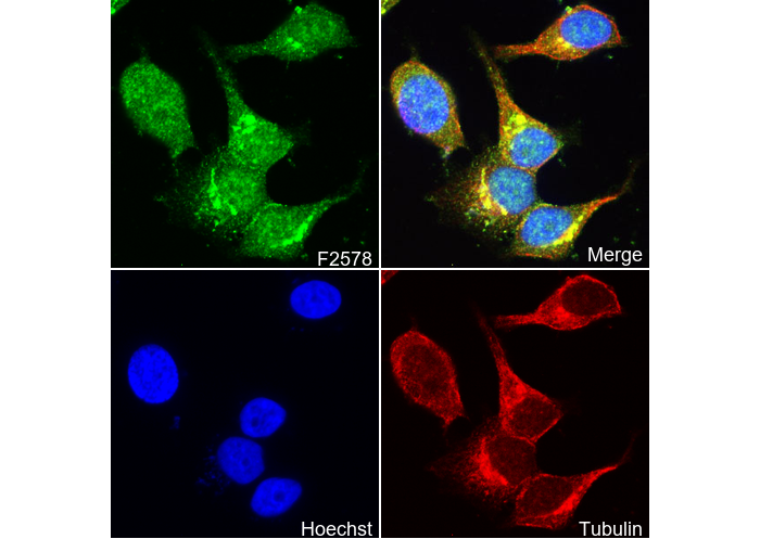 Rho Antibody