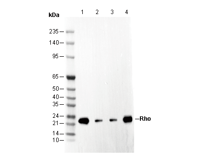 Rho Antibody