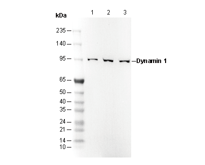 Dynamin 1 Antibody