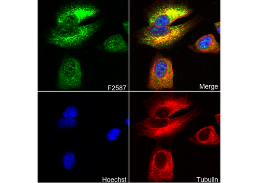 Nestin Antibody