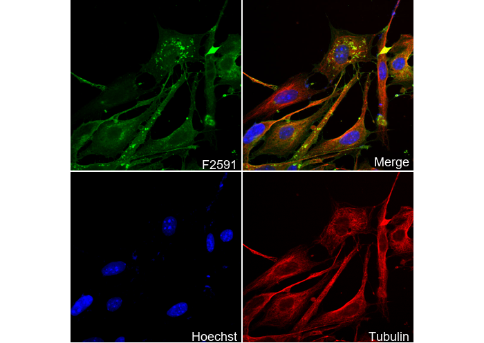 Thrombomodulin Antibody