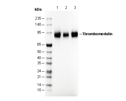 Thrombomodulin Antibody