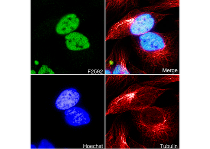 MBD3 Antibody