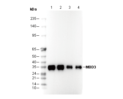 MBD3 Antibody