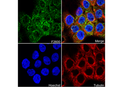 CLCA1 Antibody