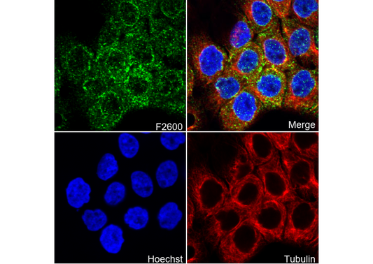 CLCA1 Antibody
