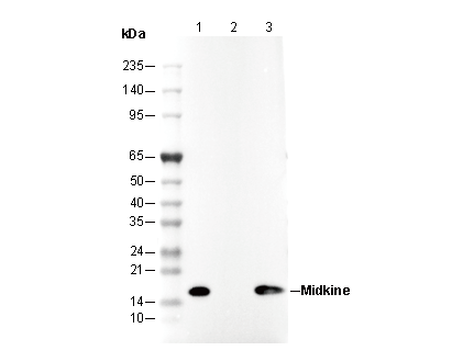 Midkine Antibody