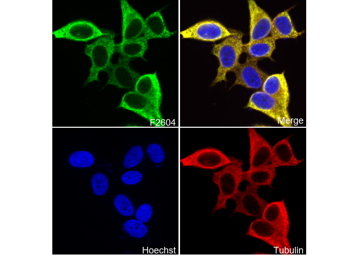 Anterior Gradient 2 Antibody