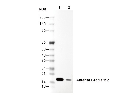 Anterior Gradient 2 Antibody