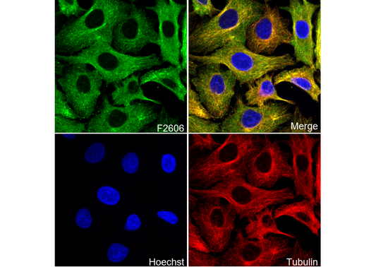 FADS1 Antibody