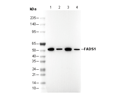 FADS1 Antibody