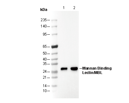 Mannan Binding Lectin/MBL Antibody