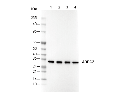 ARPC2 Antibody