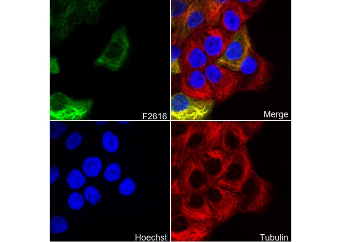 Cytokeratin 4 Antibody