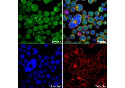 PEX19 Antibody