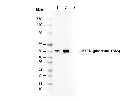 Phospho-PTEN (Thr366) Antibody